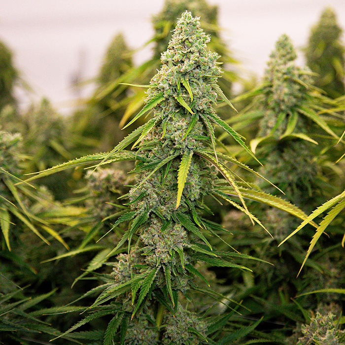 Soulshine Cannabis Indoor Plant