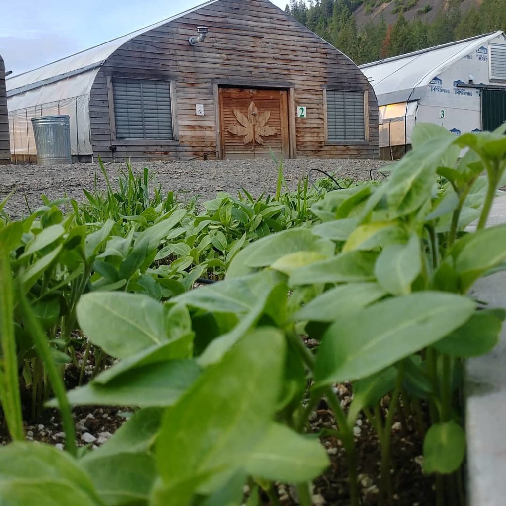 Outdoor Marijuana Grow