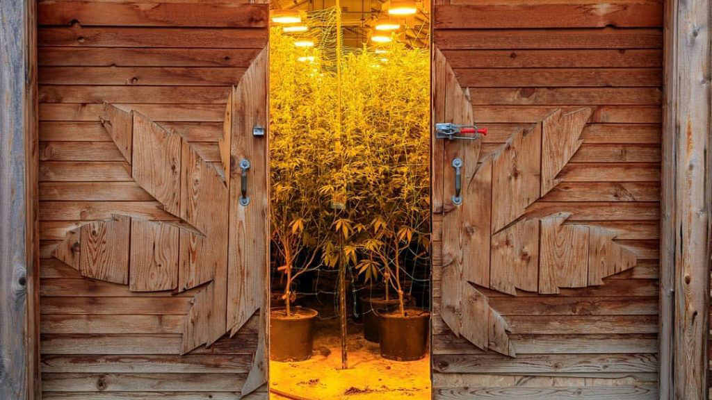 Cannabis Grow